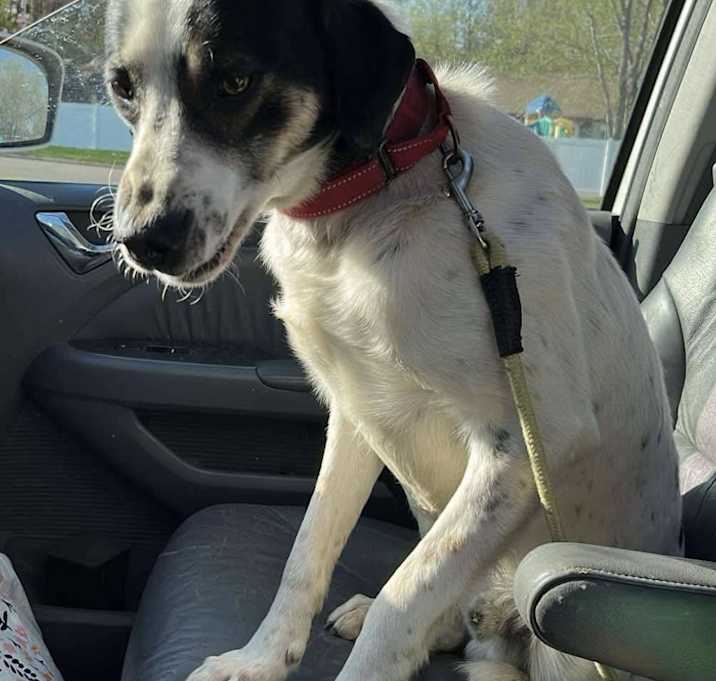 Photo of Hank