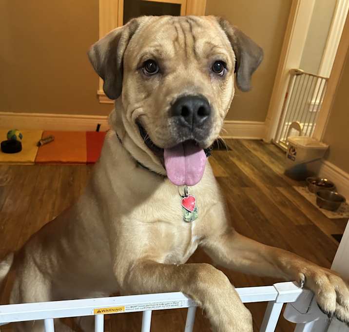 Photo of Benji