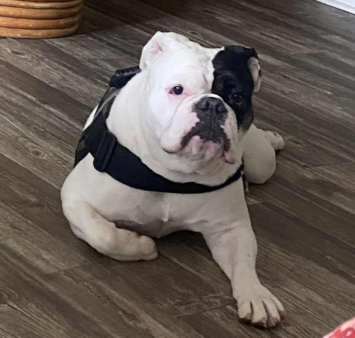 Photo of Pearl