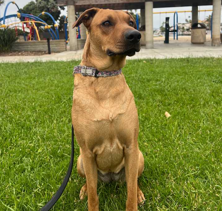 Photo of Sage
