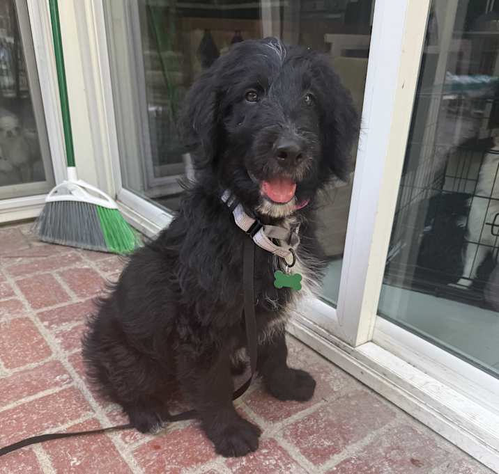 Photo of Oreo