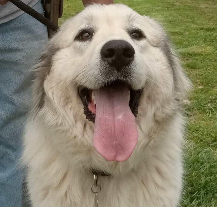 Photo of Abby