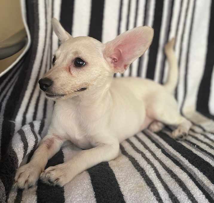 Photo of Peaches