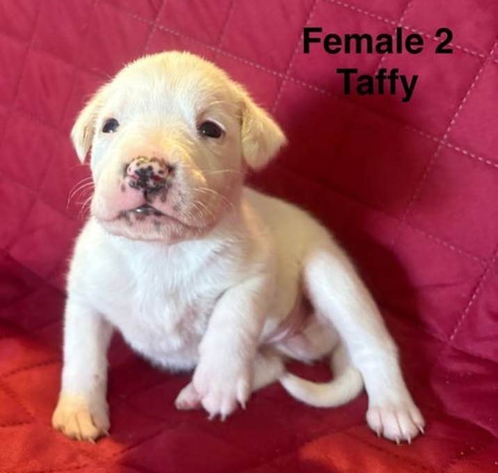 Photo of Hollywood / Taffy