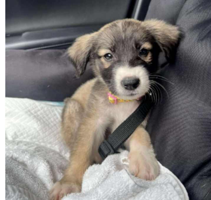 Photo of Friendly Neighbor Group: Rocket