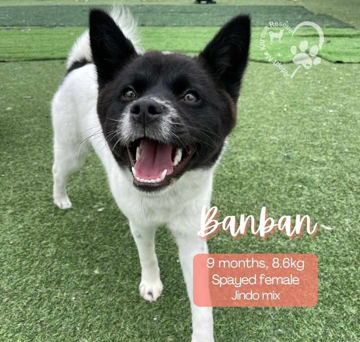 Photo of Banban