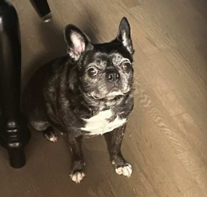 Photo of Gibby