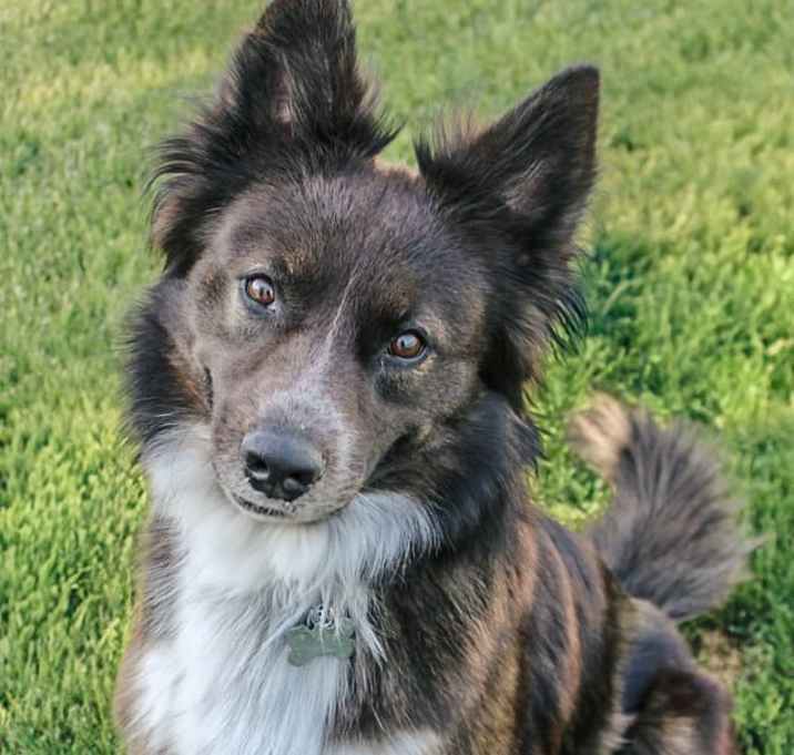 Photo of Smokey Joe