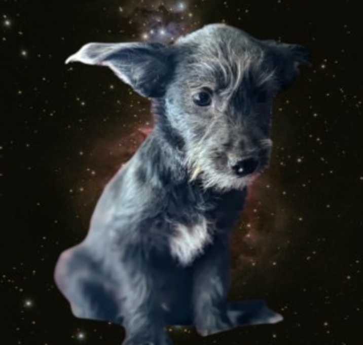 Photo of Anakin