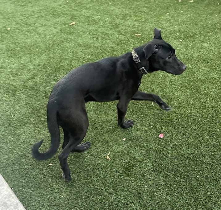 Photo of Rocko