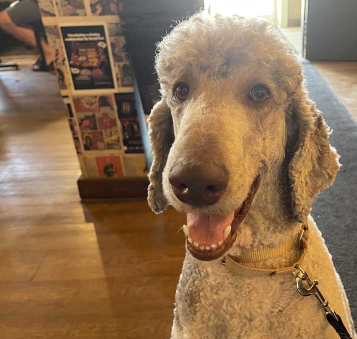 Photo of Boomer
