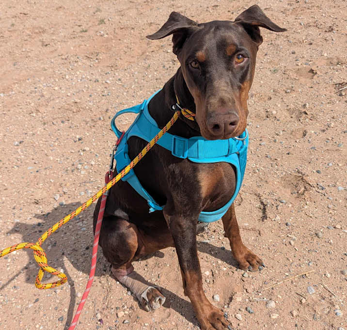 Photo of Gunner