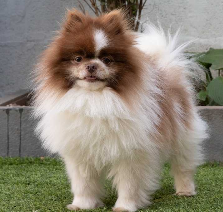 Photo of Gizmo