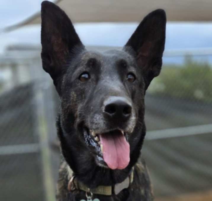 Photo of Miss Kona located in AZ