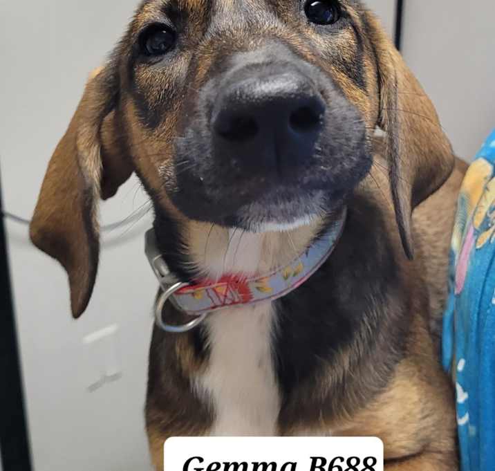 Photo of Gemma B688