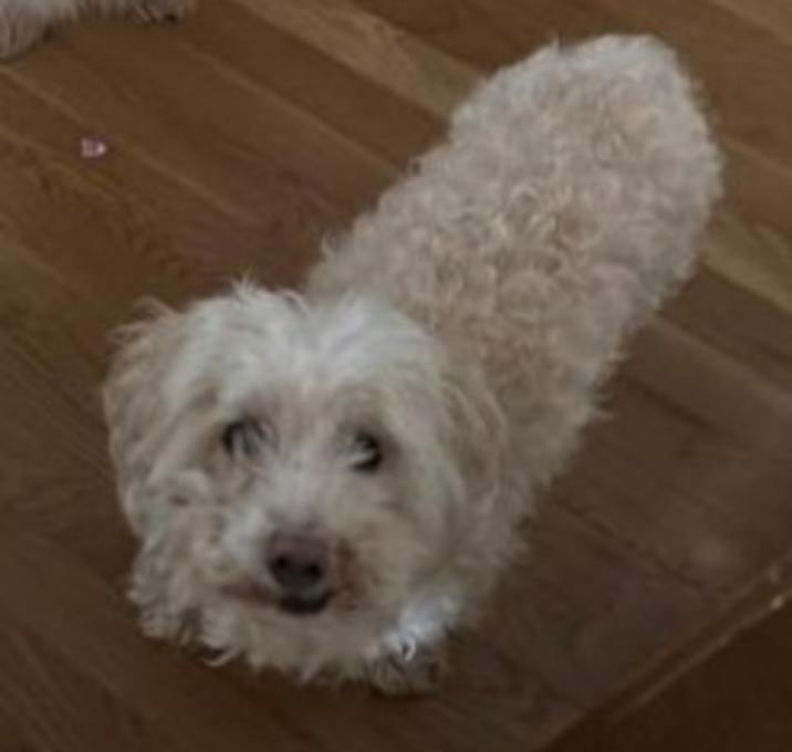 Photo of Toby