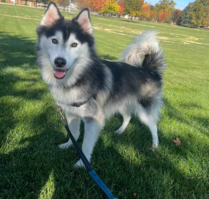 Photo of Koda