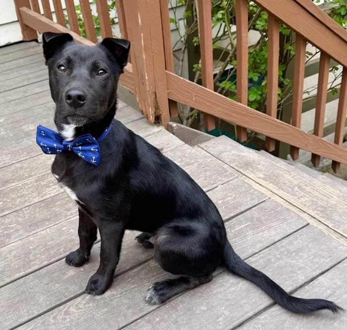 Photo of Bear