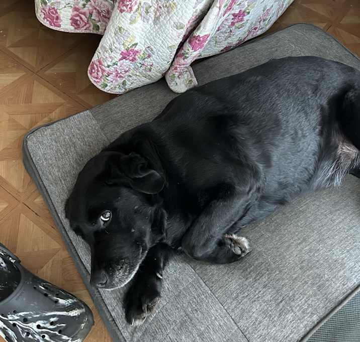 Photo of Buster