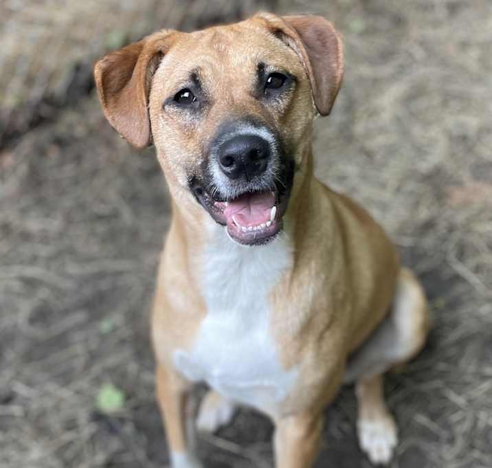Photo of Cookie