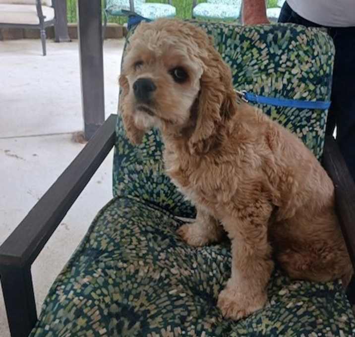 Photo of Copper
