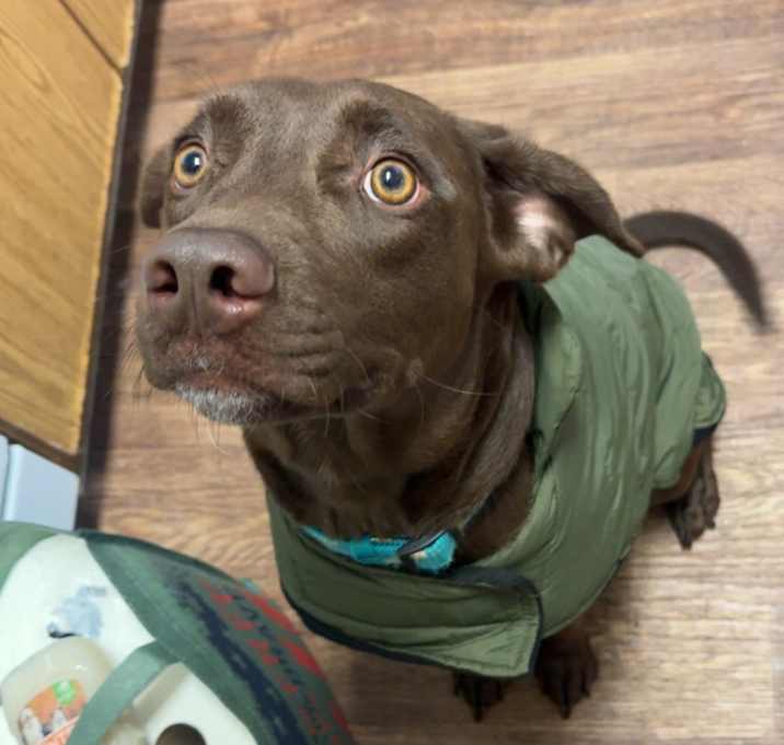 Photo of Coco