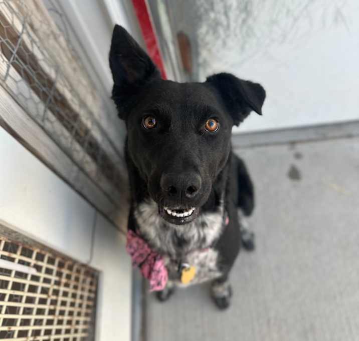 Photo of Chica