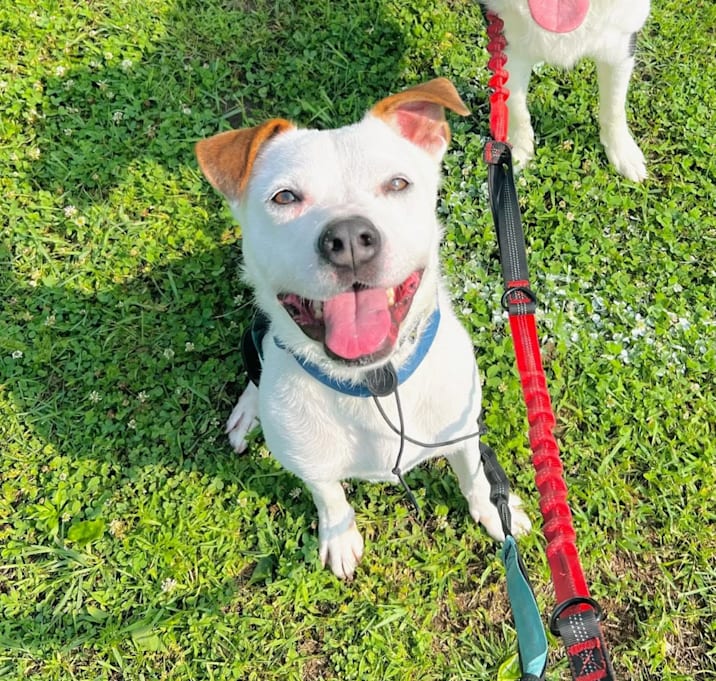 Photo of Teddy/Finley