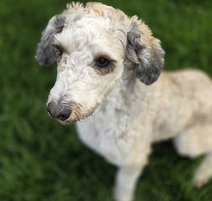 Photo of Penny