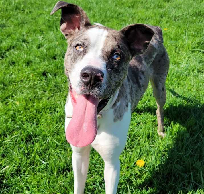 Photo of Oakley