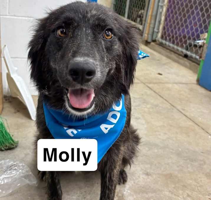 Photo of Molly