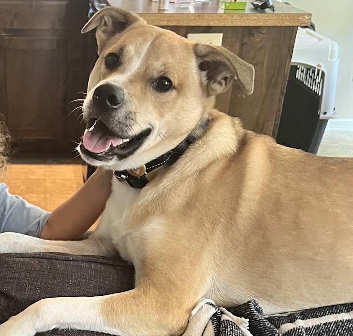 Photo of Hank