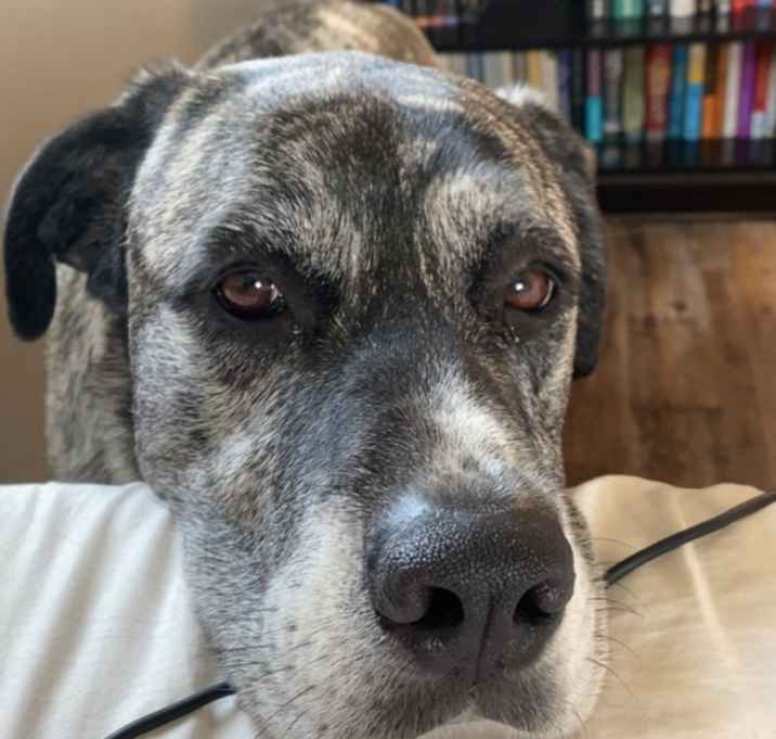 Photo of Stella