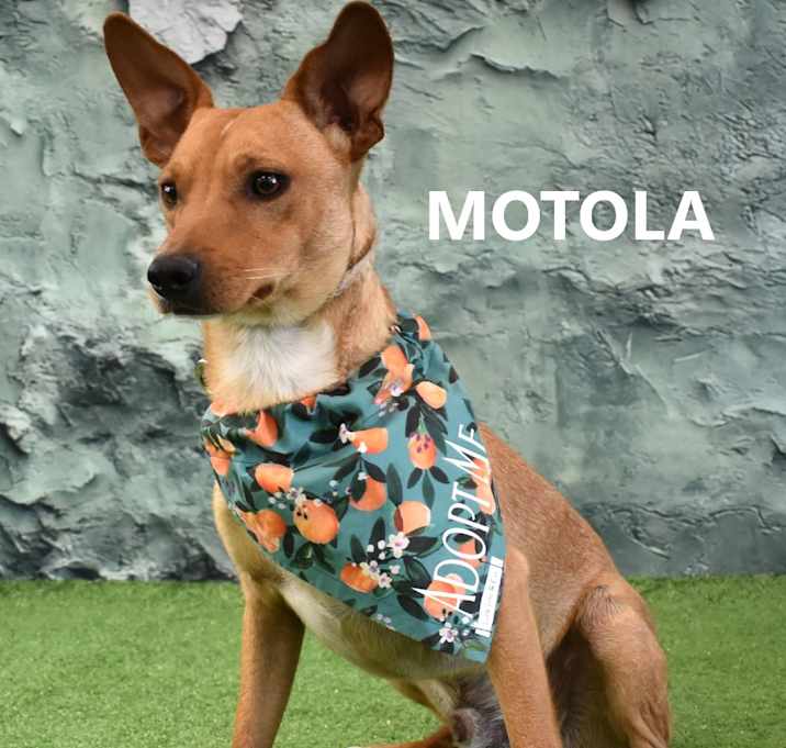Photo of Motola