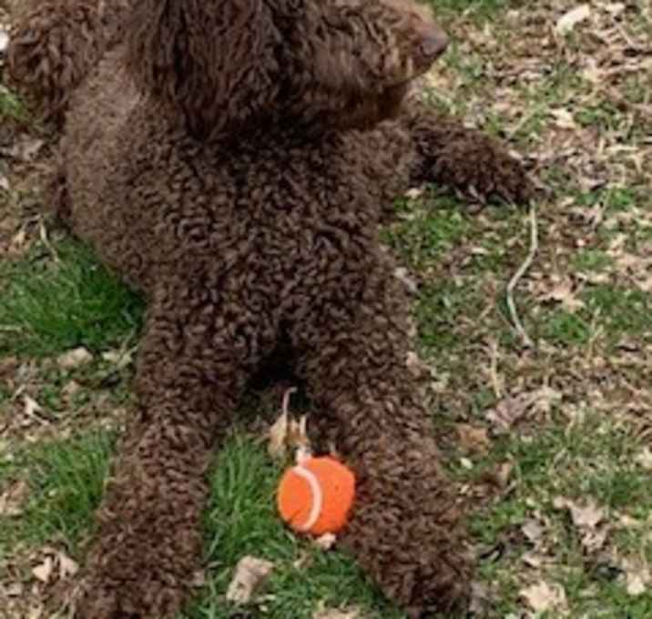 Photo of Teddy