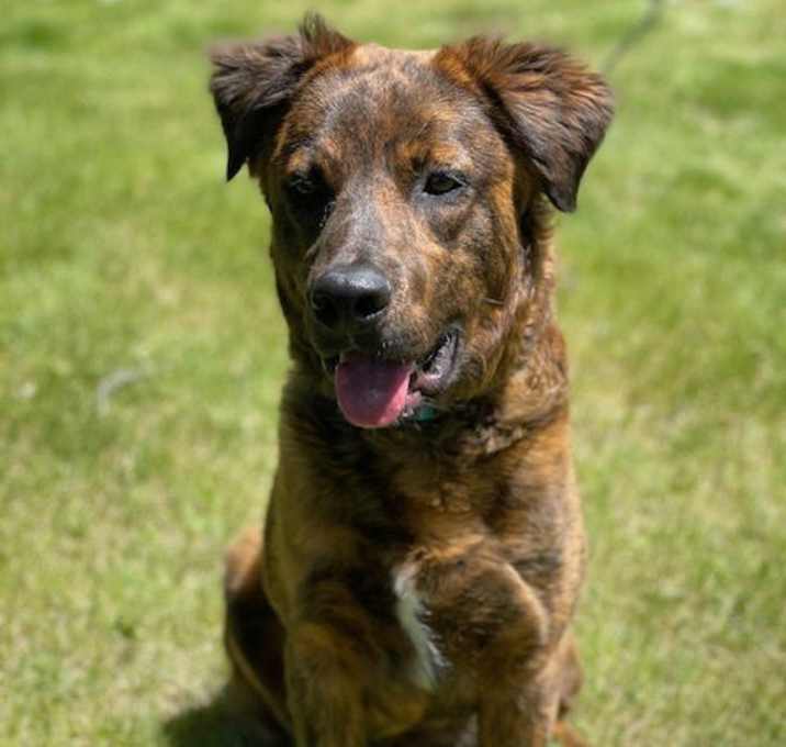 Photo of Scout