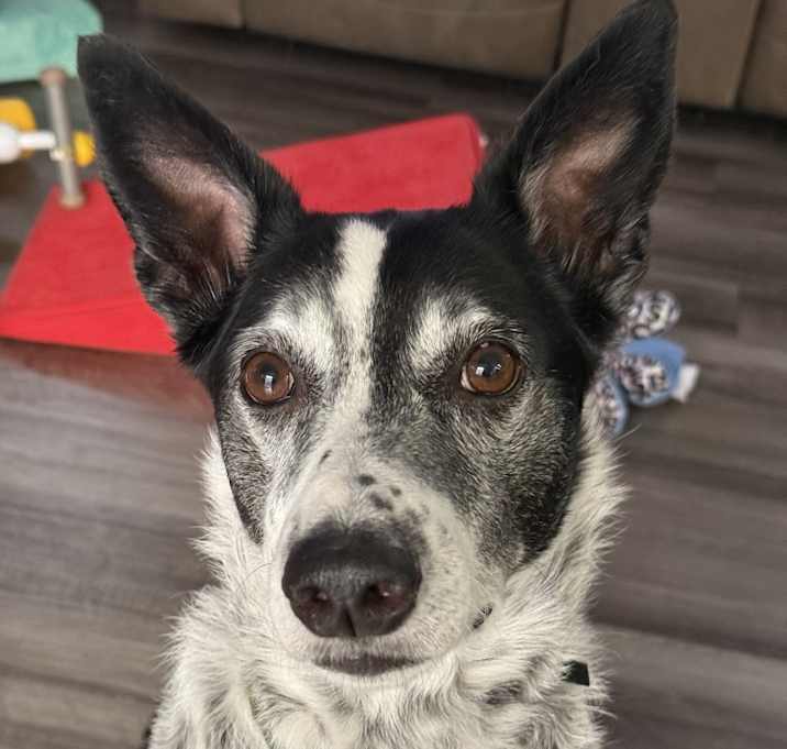 Photo of Remington