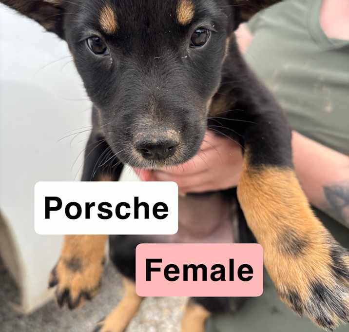 Photo of Porsche