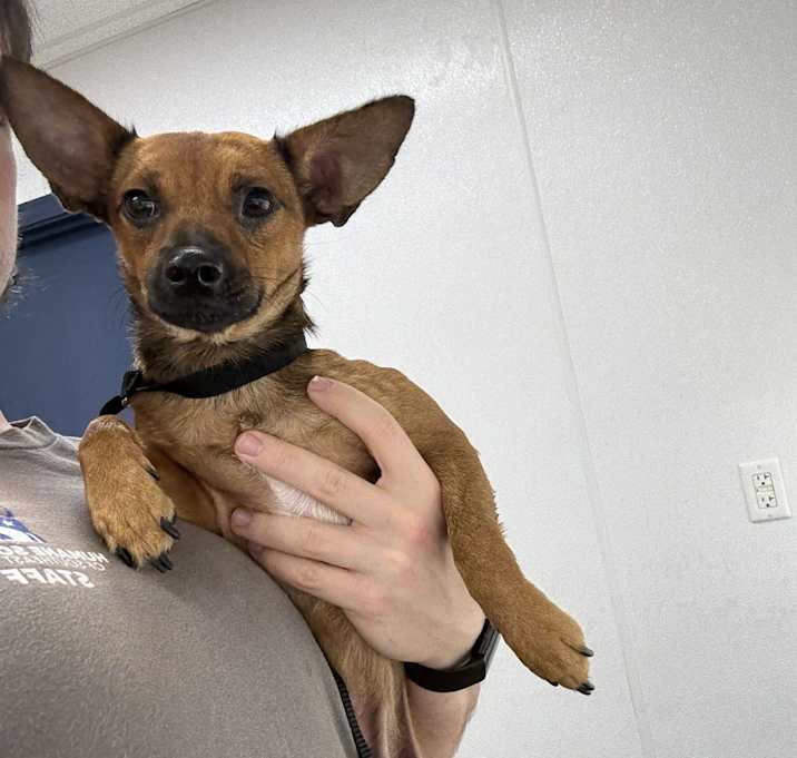 Photo of Brownie
