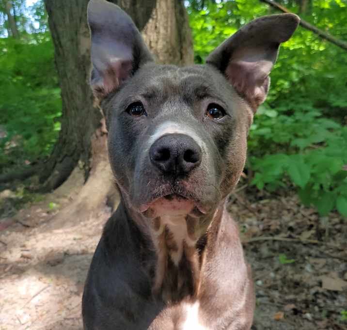 Photo of Bailey