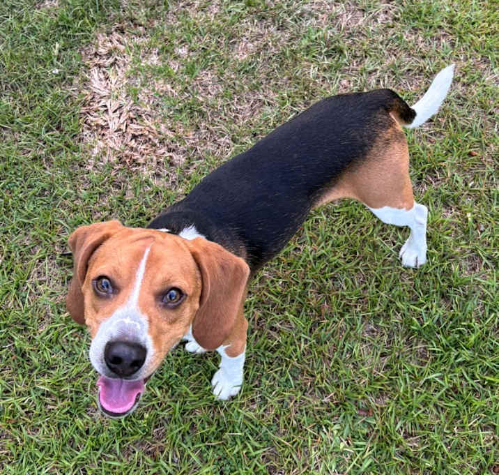 Photo of Hopper