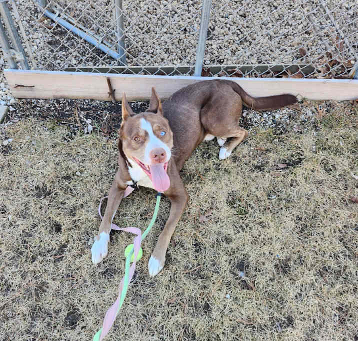 Photo of Koda
