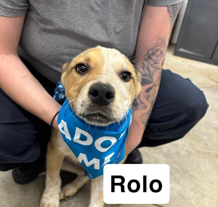 Photo of Rolo