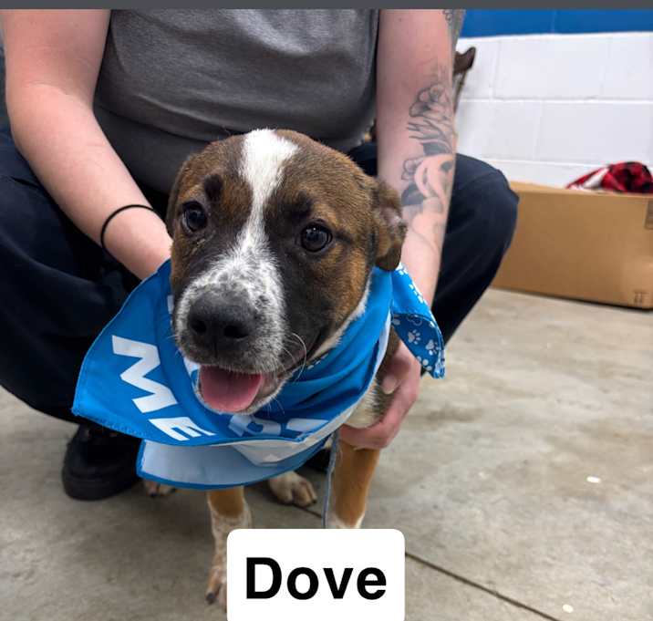 Photo of Dove