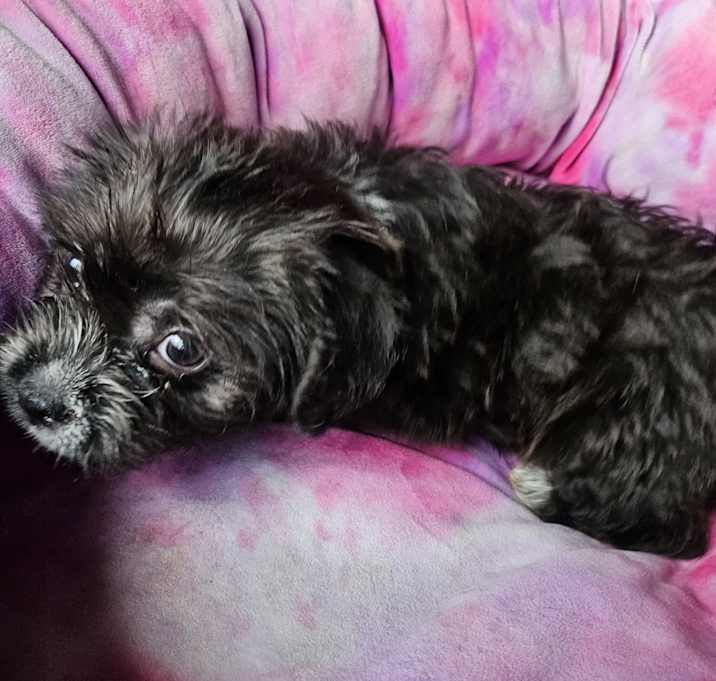 Photo of Tinker bell
