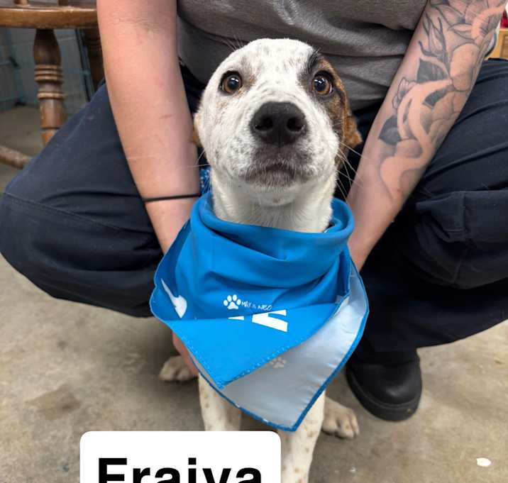 Photo of Fraiya