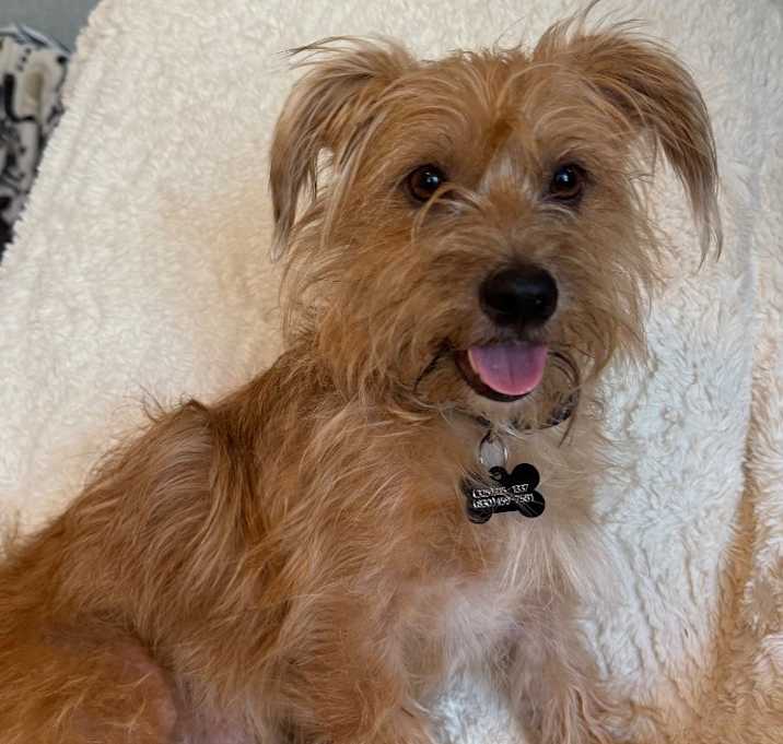 Photo of Gizmo
