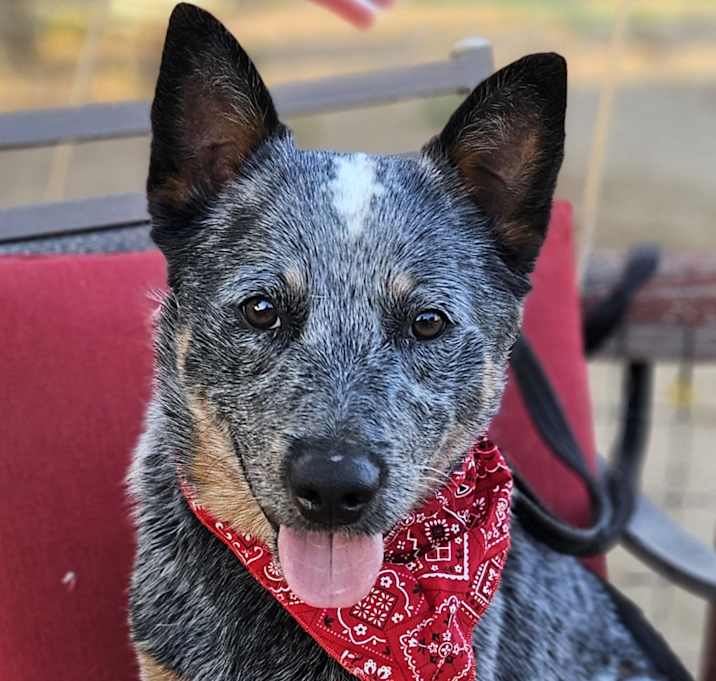 Photo of Boone