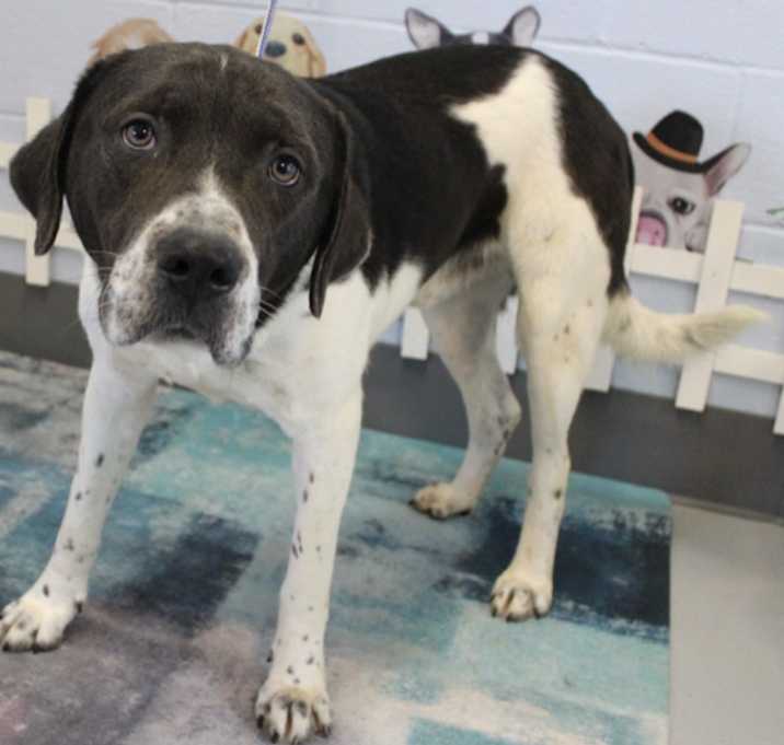 Photo of Cow PLEASE HELP WILL DIE!