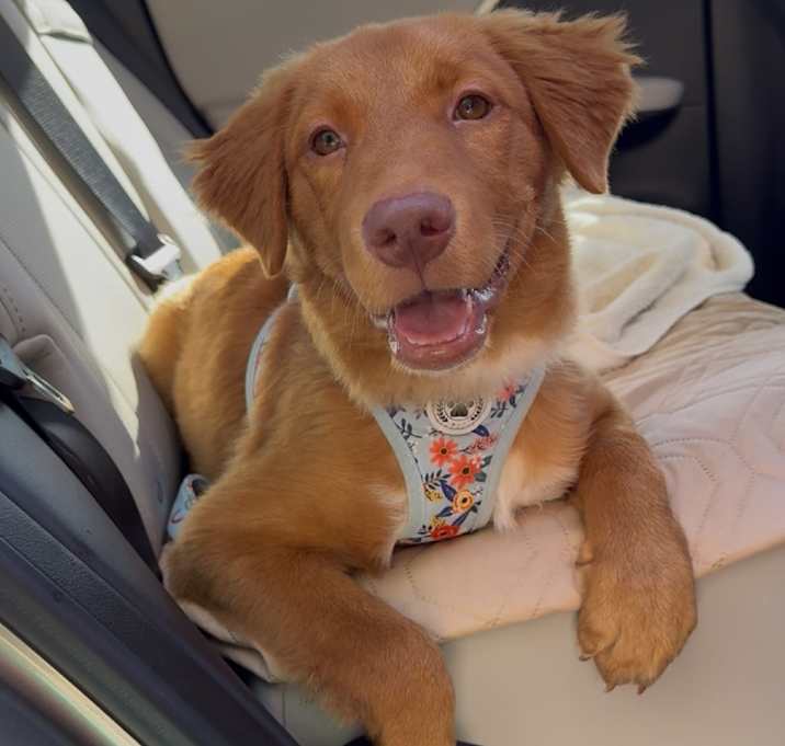 Photo of Cheyenne "Chai"